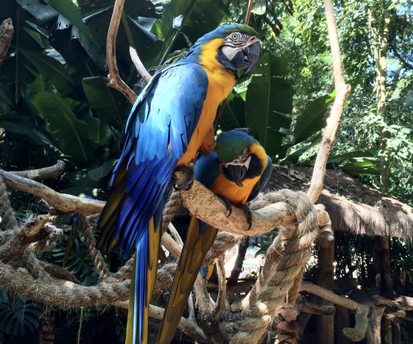 close-up-of-a-parrot-at-the-bird-zoo-in-foz-de-igu-2023-11-27-05-12-14-utc